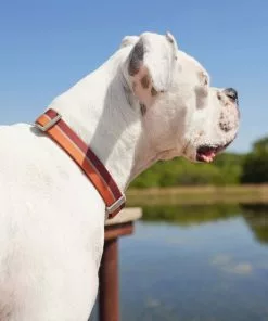 Frisco Outdoor Two Tone Waterproof Stinkproof PVC Harness, Flamepoint Orange, Medium, Neck: 16 to 22-in, Girth: 19 to 29-in + Dog Collar, Flamepoint Orange, Medium - Neck: 14½-20-in, Width: 3/4-in -Dog Cat Corner 319382 PT8. SY630 V1631139996