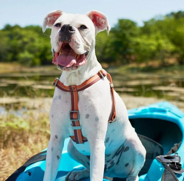 Frisco Outdoor Two Tone Waterproof Stinkproof PVC Harness, Flamepoint Orange,Extra Large, Neck: 22 to 33-in, Girth: 32 to 44-in + Outdoor Two Tone Waterproof Stinkproof PVC Harness, Shadow Purple, Large, Neck: 19 to 27-in, Girth: 23 to 36-in 6 Frisco Outdoor Two Tone Waterproof Stinkproof PVC Harness, Flamepoint Orange,Extra Large, Neck: 22 to 33-in, Girth: 32 to 44-in + Outdoor Two Tone Waterproof Stinkproof PVC Harness, Shadow Purple, Large, Neck: 19 to 27-in, Girth: 23 to 36-in - Image 4
