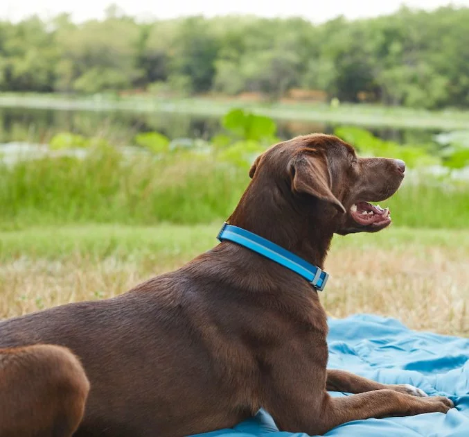 Frisco Outdoor Two Tone Waterproof Stinkproof PVC Harness, River Blue, Large, Neck: 19 to 27-in, Girth: 23 to 36-in + Dog Collar, River Blue, Large, Neck: 18 ½- 26-in, Width: 1-in 11 Frisco Outdoor Two Tone Waterproof Stinkproof PVC Harness, River Blue, Large, Neck: 19 to 27-in, Girth: 23 to 36-in + Dog Collar, River Blue, Large, Neck: 18 ½- 26-in, Width: 1-in - Image 9