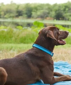 Frisco Outdoor Two Tone Waterproof Stinkproof PVC Harness, River Blue, Medium, Neck: 16 to 22-in, Girth: 19 to 29-in + Dog Collar, River Blue, Medium - Neck: 14½-20-in, Width: 3/4-in -Dog Cat Corner 319392 PT8. SY630 V1631156488