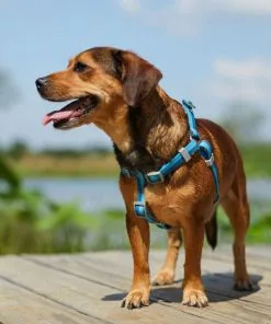 Frisco Outdoor Two Tone Waterproof Stinkproof PVC Harness, River Blue, Small, Neck: 14 to 19-in, Girth: 16 to 23-in + Dog Collar, River Blue, Small - Neck: 10½-14-in, Width: 5/8-in 15 Frisco Outdoor Two Tone Waterproof Stinkproof PVC Harness, River Blue, Small, Neck: 14 to 19-in, Girth: 16 to 23-in + Dog Collar, River Blue, Small - Neck: 10½-14-in, Width: 5/8-in -Dog Cat Corner 319394 PT4. SY630 V1631156200