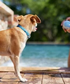 Frisco Outdoor Two Tone Waterproof Stinkproof PVC Harness, River Blue, Small, Neck: 14 to 19-in, Girth: 16 to 23-in + Dog Collar, River Blue, Small - Neck: 10½-14-in, Width: 5/8-in 19 Frisco Outdoor Two Tone Waterproof Stinkproof PVC Harness, River Blue, Small, Neck: 14 to 19-in, Girth: 16 to 23-in + Dog Collar, River Blue, Small - Neck: 10½-14-in, Width: 5/8-in -Dog Cat Corner 319394 PT8. SY630 V1631159195