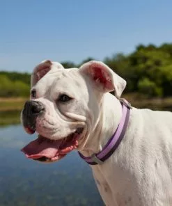 Frisco Outdoor Two Tone Waterproof Stinkproof PVC Harness, Shadow Purple, Medium, Neck: 16 to 22-in, Girth: 19 to 29-in + Dog Collar, Boysenberry Purple, Medium - Neck: 14½-20-in, Width: 3/4-in 19 Frisco Outdoor Two Tone Waterproof Stinkproof PVC Harness, Shadow Purple, Medium, Neck: 16 to 22-in, Girth: 19 to 29-in + Dog Collar, Boysenberry Purple, Medium - Neck: 14½-20-in, Width: 3/4-in -Dog Cat Corner 319402 PT8. SY630 V1631138182