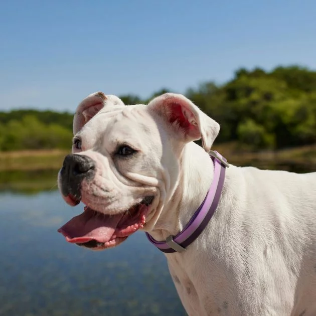 Frisco Outdoor Two Tone Waterproof Stinkproof PVC Harness, Shadow Purple, Medium, Neck: 16 to 22-in, Girth: 19 to 29-in + Dog Collar, Boysenberry Purple, Medium - Neck: 14½-20-in, Width: 3/4-in 11 Frisco Outdoor Two Tone Waterproof Stinkproof PVC Harness, Shadow Purple, Medium, Neck: 16 to 22-in, Girth: 19 to 29-in + Dog Collar, Boysenberry Purple, Medium - Neck: 14½-20-in, Width: 3/4-in - Image 9