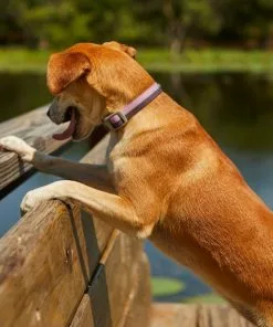 Frisco Outdoor Two Tone Waterproof Stinkproof PVC Harness, Shadow Purple, Small, Neck: 14 to 19-in, Girth: 16 to 23-in + Dog Collar, Boysenberry Purple, Small - Neck: 10½-14-in, Width: 5/8-in -Dog Cat Corner 319404 PT8. SY630 V1631157698