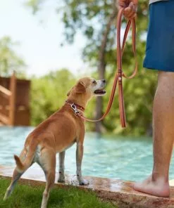 Frisco Outdoor Two Toned Waterproof Stink Proof PVC Collar, Flamepoint Orange, Large, Neck: 18 ½ 26-in, Width: 1-in + Dog Leash, Sunset Orange, Large - Length: 6-ft, Width: 1-in -Dog Cat Corner 319420 PT7. SY630 V1631156172