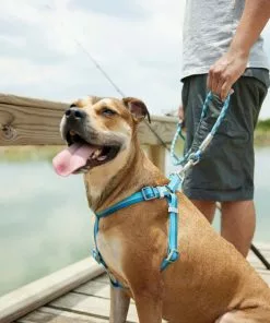 Frisco Outdoor Two Toned Waterproof Stink Proof PVC Leash, River Blue, Large - Length: 6-ft, Width: 1-in + Dog Harness, River Blue, Large, Neck: 19 to 27-in, Girth: 23 to 36-in 19 Frisco Outdoor Two Toned Waterproof Stink Proof PVC Leash, River Blue, Large - Length: 6-ft, Width: 1-in + Dog Harness, River Blue, Large, Neck: 19 to 27-in, Girth: 23 to 36-in -Dog Cat Corner 319440 PT8. SY630 V1631148377