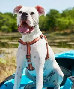 Frisco Outdoor Two Toned Waterproof Stink Proof PVC Leash, Sunset Orange, Large - Length: 6-ft, Width: 1-in + Dog Harness, Flamepoint Orange, Large, Neck: 19 to 27-in, Girth: 23 to 36-in -Dog Cat Corner 319446 PT8. SY630 V1631144472