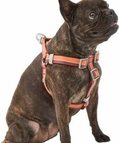 Frisco Outdoor Two Toned Waterproof Stink Proof PVC Leash, Sunset Orange, Medium - Length: 6-ft, Width: 3/4-in + Dog Harness, Flamepoint Orange, Medium, Neck: 16 to 22-in, Girth: 19 to 29-in 16 Frisco Outdoor Two Toned Waterproof Stink Proof PVC Leash, Sunset Orange, Medium - Length: 6-ft, Width: 3/4-in + Dog Harness, Flamepoint Orange, Medium, Neck: 16 to 22-in, Girth: 19 to 29-in -Dog Cat Corner 319448 PT5. SY630 V1631146290