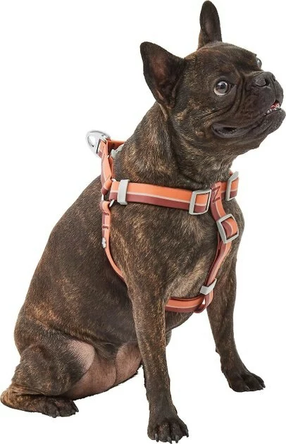 Frisco Outdoor Two Toned Waterproof Stink Proof PVC Leash, Sunset Orange, Medium - Length: 6-ft, Width: 3/4-in + Dog Harness, Flamepoint Orange, Medium, Neck: 16 to 22-in, Girth: 19 to 29-in 8 Frisco Outdoor Two Toned Waterproof Stink Proof PVC Leash, Sunset Orange, Medium - Length: 6-ft, Width: 3/4-in + Dog Harness, Flamepoint Orange, Medium, Neck: 16 to 22-in, Girth: 19 to 29-in - Image 6