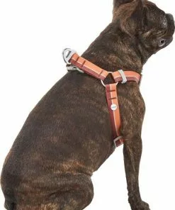 Frisco Outdoor Two Toned Waterproof Stink Proof PVC Leash, Sunset Orange, Medium - Length: 6-ft, Width: 3/4-in + Dog Harness, Flamepoint Orange, Medium, Neck: 16 to 22-in, Girth: 19 to 29-in 17 Frisco Outdoor Two Toned Waterproof Stink Proof PVC Leash, Sunset Orange, Medium - Length: 6-ft, Width: 3/4-in + Dog Harness, Flamepoint Orange, Medium, Neck: 16 to 22-in, Girth: 19 to 29-in -Dog Cat Corner 319448 PT6. SY630 V1631152279