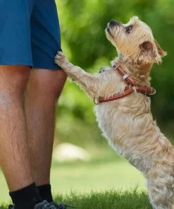 Frisco Outdoor Two Toned Waterproof Stink Proof PVC Leash, Sunset Orange, Medium - Length: 6-ft, Width: 3/4-in + Dog Harness, Flamepoint Orange, Medium, Neck: 16 to 22-in, Girth: 19 to 29-in 19 Frisco Outdoor Two Toned Waterproof Stink Proof PVC Leash, Sunset Orange, Medium - Length: 6-ft, Width: 3/4-in + Dog Harness, Flamepoint Orange, Medium, Neck: 16 to 22-in, Girth: 19 to 29-in -Dog Cat Corner 319448 PT8. SY630 V1631145975