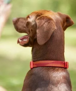 Frisco Outdoor Woven Jacquard Nylon Dog Collar, Flamepoint Orange, Large, Neck: 18 -26-in, Width: 1-in + Ultra Reflective Rope Leash With Padded Handle, Sunset Orange, 6 - ft -Dog Cat Corner 319462 PT4. SY630 V1631142997