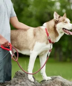 Frisco Outdoor Woven Jacquard Nylon Dog Collar, Flamepoint Orange, Large, Neck: 18 -26-in, Width: 1-in + Ultra Reflective Rope Leash With Padded Handle, Sunset Orange, 6 - ft -Dog Cat Corner 319462 PT8. SY630 V1631151079