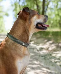 Frisco Outdoor Woven Jacquard Nylon Dog Collar, Forest Green, Large, Neck: 18 -26-in, Width: 1-in + Ultra Reflective Rope Leash With Padded Handle, Stone Gray, 6 - ft 15 Frisco Outdoor Woven Jacquard Nylon Dog Collar, Forest Green, Large, Neck: 18 -26-in, Width: 1-in + Ultra Reflective Rope Leash With Padded Handle, Stone Gray, 6 - ft -Dog Cat Corner 319470 PT4. SY630 V1631147489