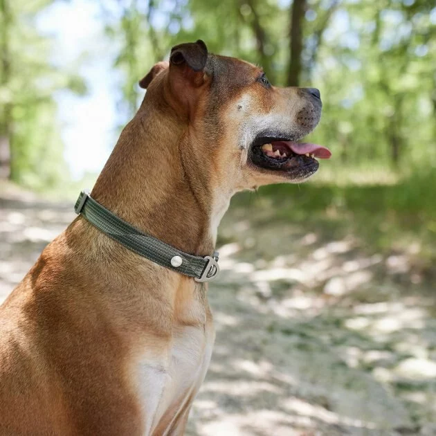 Frisco Outdoor Woven Jacquard Nylon Dog Collar, Forest Green, Large, Neck: 18 -26-in, Width: 1-in + Ultra Reflective Rope Leash With Padded Handle, Stone Gray, 6 - ft 7 Frisco Outdoor Woven Jacquard Nylon Dog Collar, Forest Green, Large, Neck: 18 -26-in, Width: 1-in + Ultra Reflective Rope Leash With Padded Handle, Stone Gray, 6 - ft - Image 5