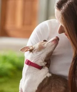 Frisco Jacquard Webbing Dog Collar -Dog Cat Corner 324415 PT8. SY630 V1642195213