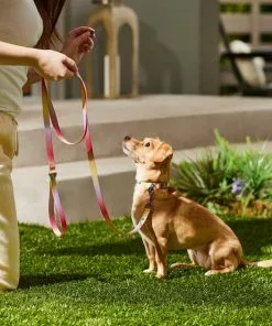 Frisco Pink Ombre Style Dog Leash 11 Frisco Pink Ombre Style Dog Leash -Dog Cat Corner 324523 PT4. SY630 V1642519102