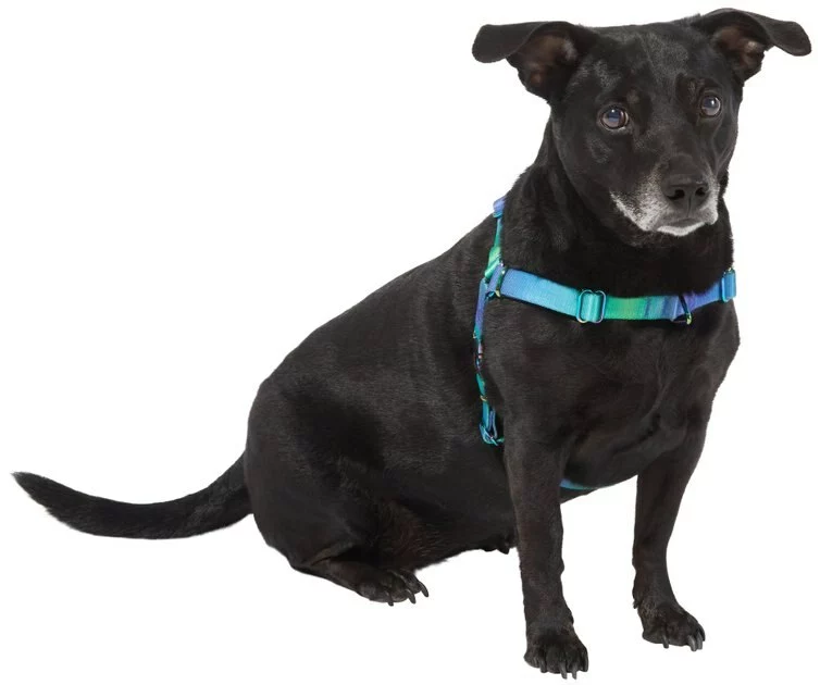 Frisco Green Ombre Style Dog Harness 5 Frisco Green Ombre Style Dog Harness - Image 3