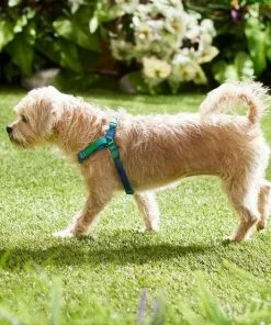 Frisco Green Ombre Style Dog Harness 11 Frisco Green Ombre Style Dog Harness -Dog Cat Corner 324531 PT4. SY630 V1642519509