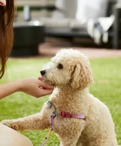 Frisco Pink Ombre Style Dog Harness -Dog Cat Corner 324536 PT4. SY630 V1642519596