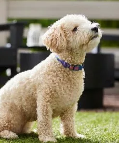 Frisco Purple Ombre Style Dog Collar -Dog Cat Corner 324541 PT3. SY630 V1642519333