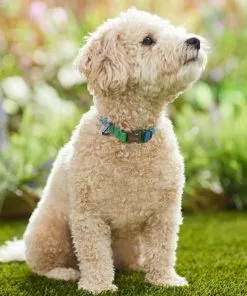Frisco Green Ombre Style Dog Collar -Dog Cat Corner 324546 PT3. SY630 V1642519468