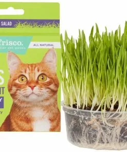 Frisco Natural Cat Grass Growing Kit