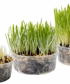 Frisco Natural Cat Grass Growing Kit 10 Frisco Natural Cat Grass Growing Kit -Dog Cat Corner 325885 PT4. SY630 V1640626938
