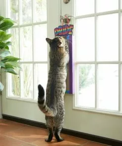 Frisco Pride Rainbow Hanging Cat Scratcher Toy with Catnip -Dog Cat Corner 331686 PT3. SY630 V1647355633