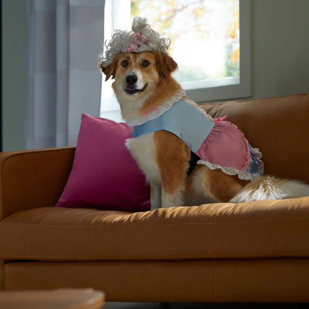 Frisco 18th Century Dog & Cat Dress Costume 8 Frisco 18th Century Dog & Cat Dress Costume - Image 6