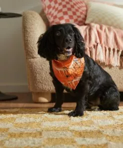 Frisco Orange Spiderweb Dog & Cat Costume Bandana -Dog Cat Corner 335045 PT6. SY630 V1657731485
