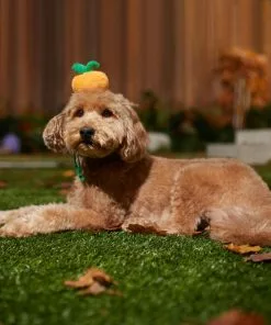 Frisco Pumpkin Headband Dog & Cat Costume Accessory -Dog Cat Corner 335090 PT6. SY630 V1657731261