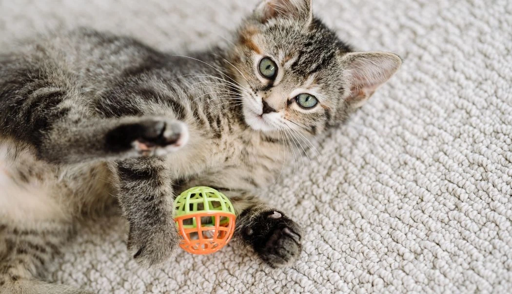 Dog Cat Corner -Dog Cat Corner interactief kattenspeelgoed